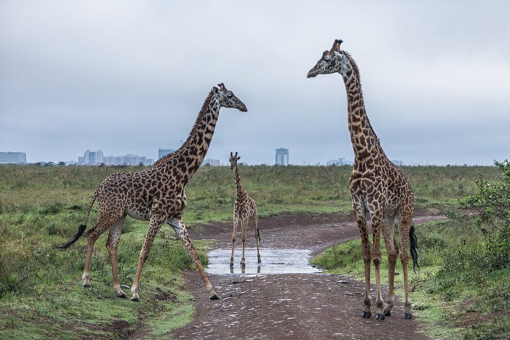 内罗毕国家公园内的长颈鹿在吃草。