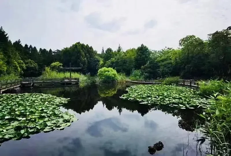 上海一公园湖区惊现“四脚怪鱼”，并无野生种群分布，近年为何频繁现身？（组图） - 3