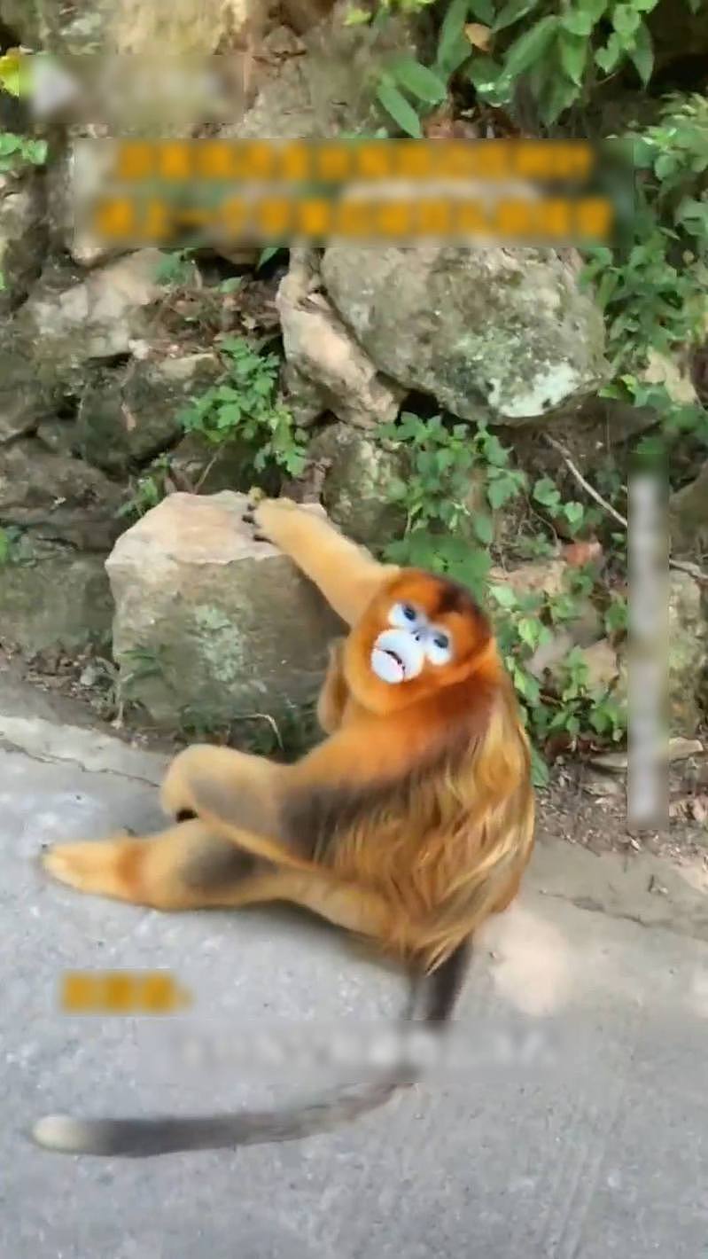 网友拍到有金丝猴坐在路边，递上选果它礼貌接住。 微博影片截图