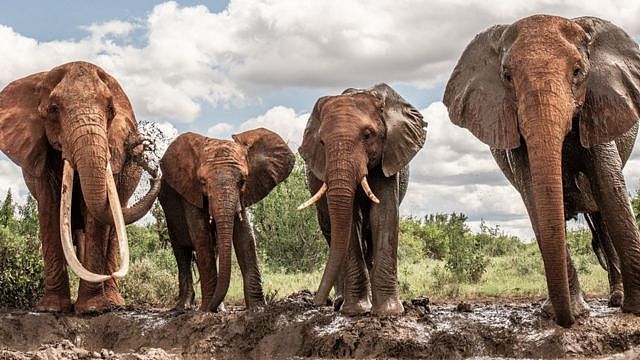 一些母象，例如像左边这头象也有长象牙。