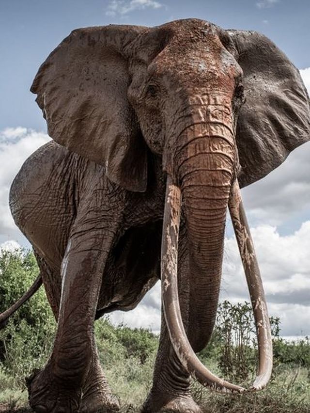 超级象牙大象