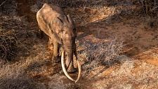 世界大象日：非洲“超级獠牙象”的悲歌（组图）