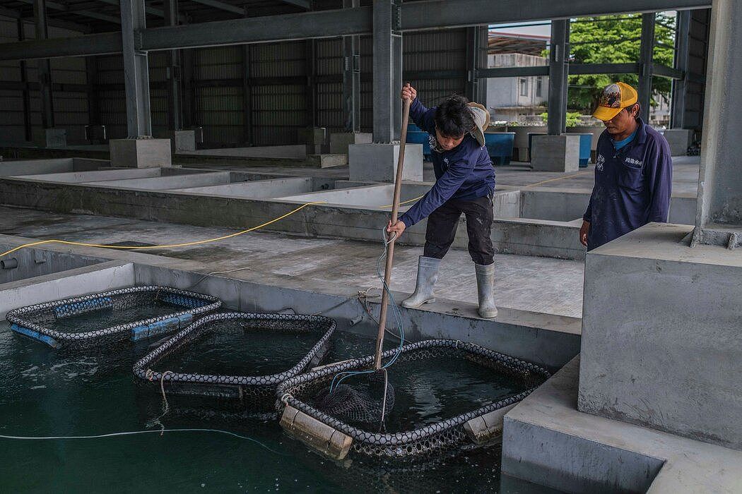 台湾屏东的一家养鱼场，摄于今年6月。 中国对台湾农产品的新禁令可能会鼓励一些公司采取多元化措施，在中国以外的地方寻找市场，这是已在进行的事情。