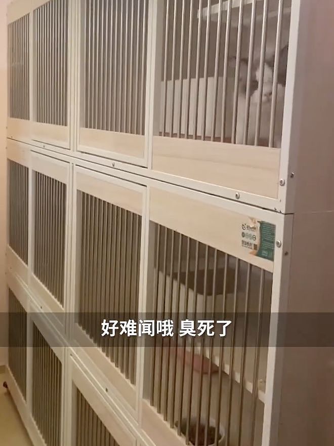 3000万元的上海独栋别墅，被租客改成猫舍散发异味！华人业主回国崩溃（组图） - 4