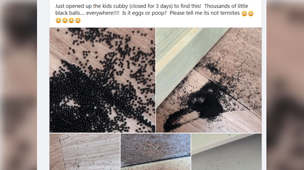 澳洲媽媽PO文求救。（圖／翻攝自臉書社團「Amateur Entomology Australia」） 房間地板突冒「千顆黑珍珠」　釣出澳專家警告：快清掉