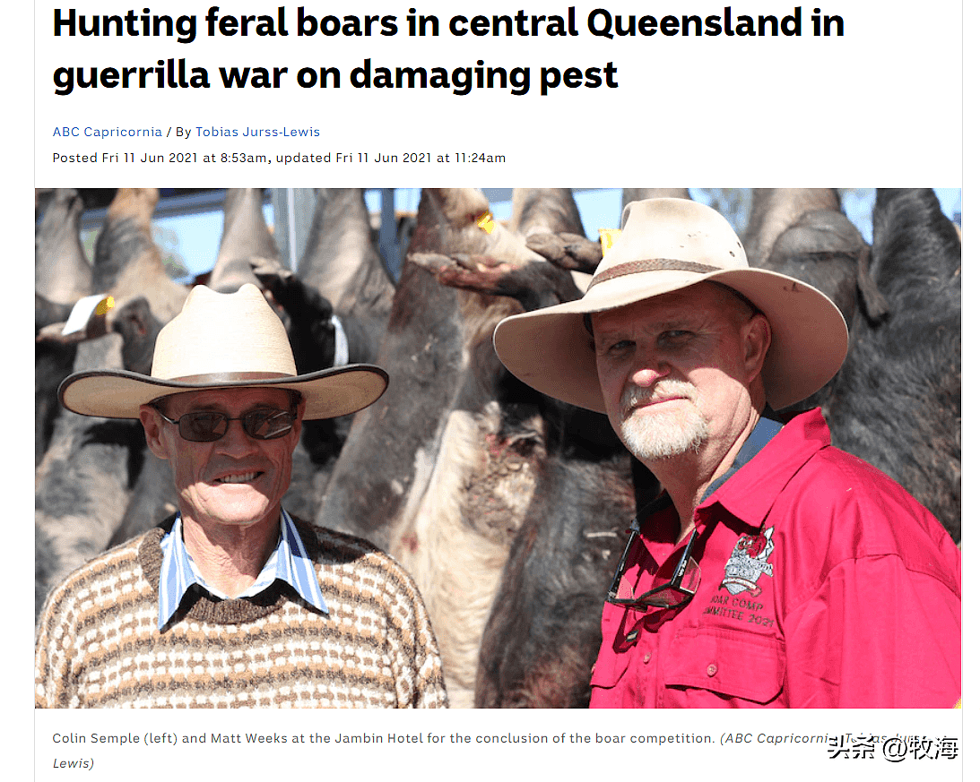 外媒：学者发现是外来野猪成为捕食对象，拯救了澳洲濒危鳄鱼，却让澳政府犯了难（组图） - 4