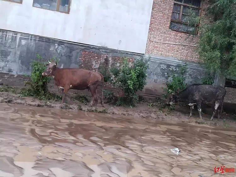 16死36失联！青海大通县突发特大洪水：牦牛被冲下山，汽车半个车身被淹（视频/组图） - 5
