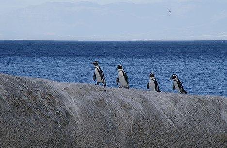 巴西近600只企鹅尸体被冲上海滩，专家：气候变化将导致全球灾难（组图） - 5