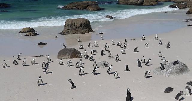 巴西近600只企鹅尸体被冲上海滩，专家：气候变化将导致全球灾难（组图） - 1