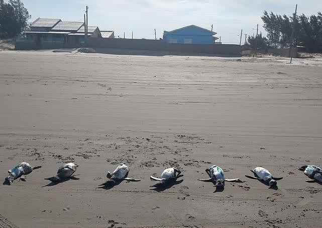 巴西近600只企鹅尸体被冲上海滩，专家：气候变化将导致全球灾难（组图） - 2