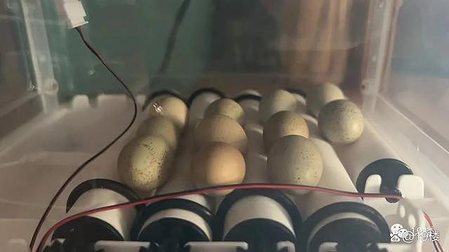 杭州阿姨斥资千元在家养100只鸡，每天能下40个蛋（组图） - 2