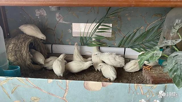 杭州阿姨斥资千元在家养100只鸡，每天能下40个蛋（组图） - 8