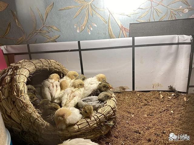 杭州阿姨斥资千元在家养100只鸡，每天能下40个蛋（组图） - 12
