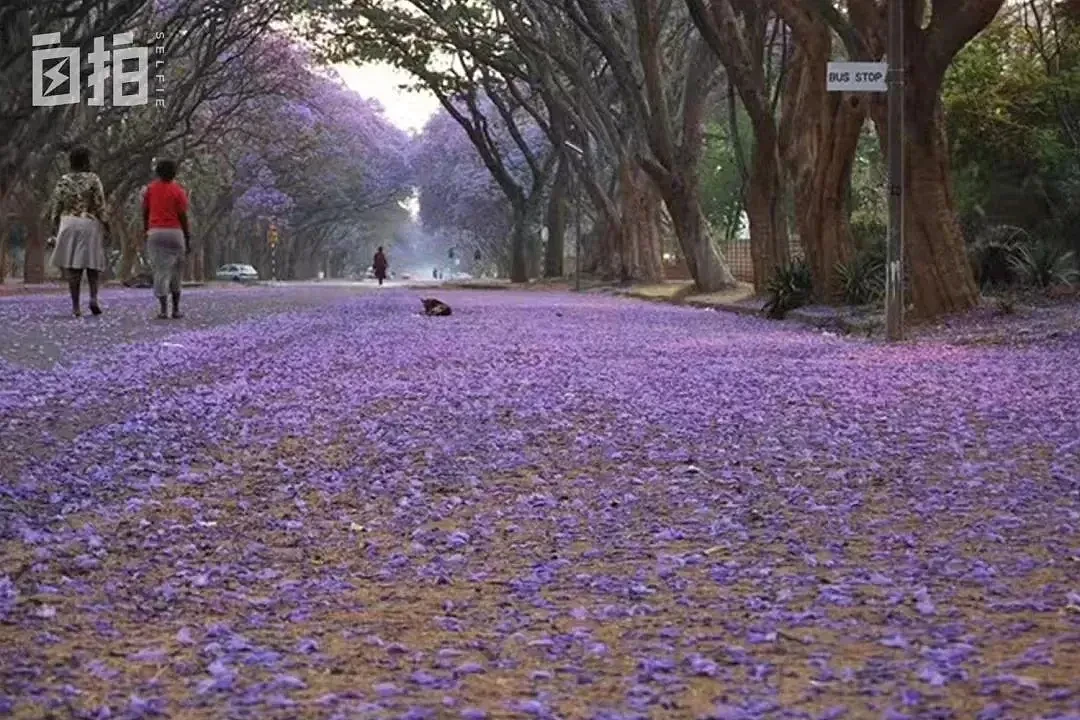 津巴布韦道路两旁紫色的花。