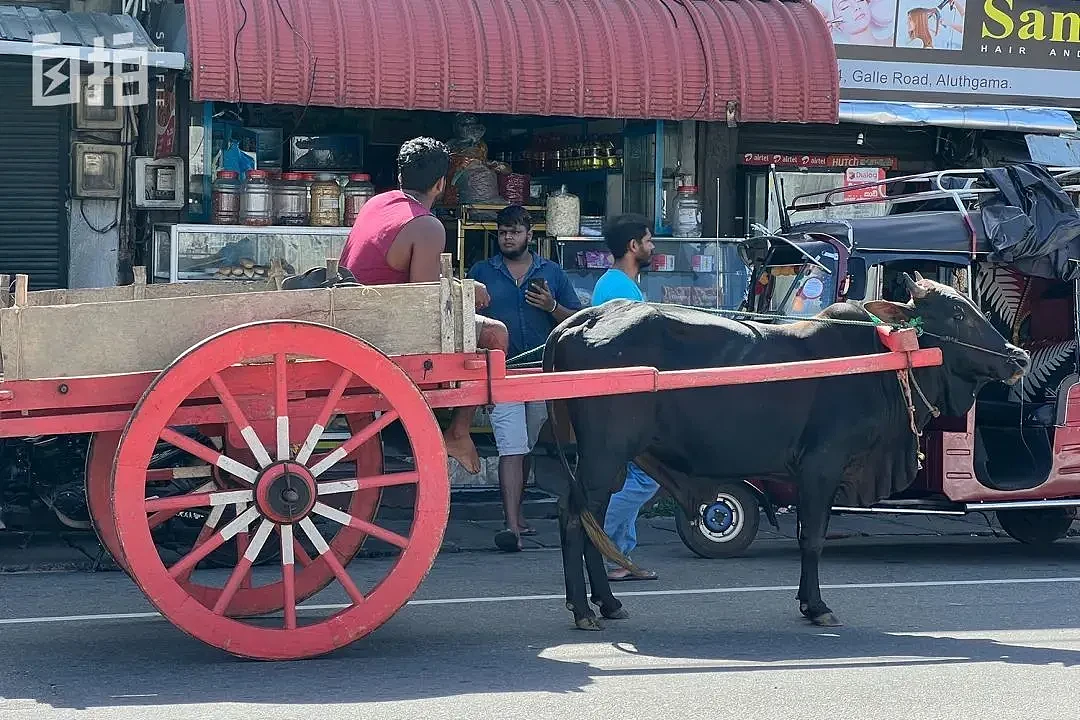 科伦坡街头开始有马车代替汽车。