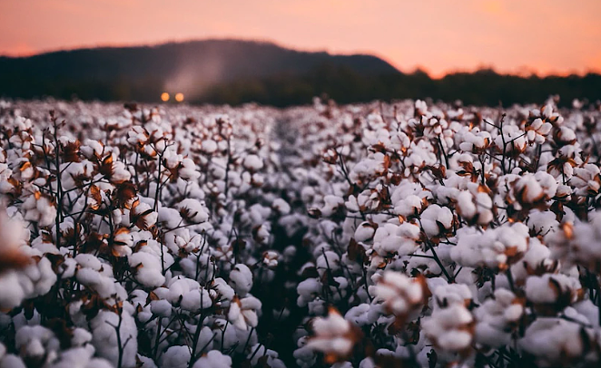 中国市场大门重开？专家：澳洲棉花迎来大丰收，对华出口有望恢复（图） - 3