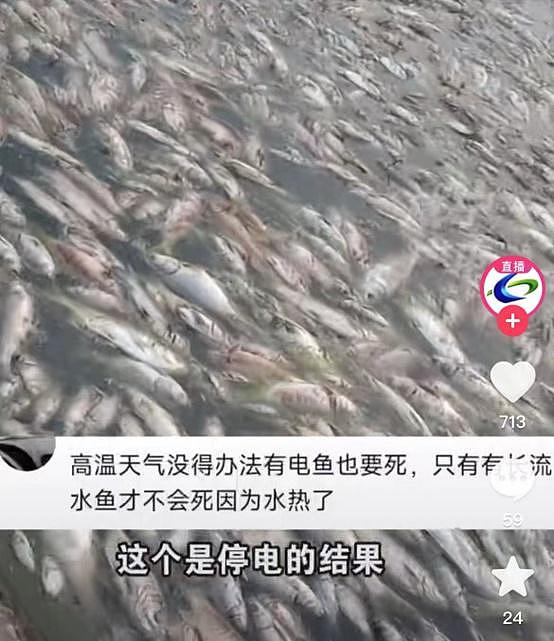 四川高温停电致数万斤鱼缺氧死亡，塘主无奈挖坑深埋（视频/组图） - 2