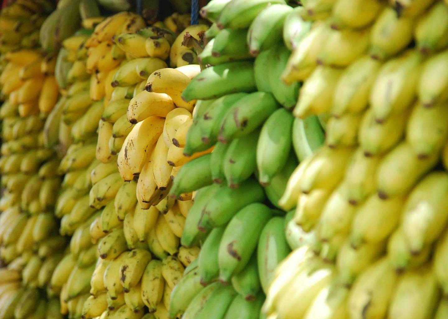 【健康】香蕉功效：食错蕉加剧便秘肚胀 青蕉vs黄蕉各有好坏减肥食边款？（组图） - 17