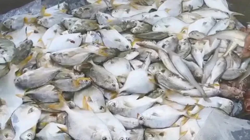 香港海域突现百万鲳鱼，背后原因令人唏嘘（组图） - 3
