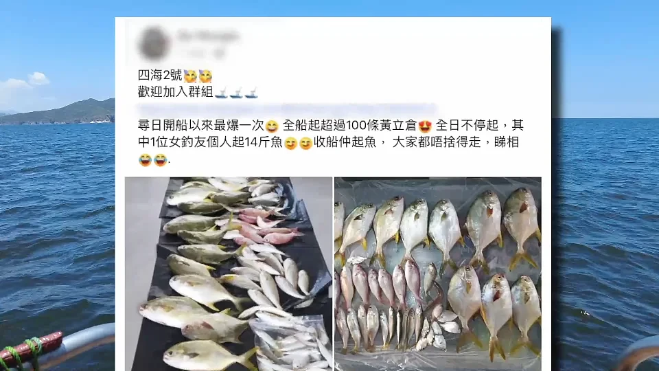 香港海域突现百万鲳鱼，背后原因令人唏嘘（组图） - 1