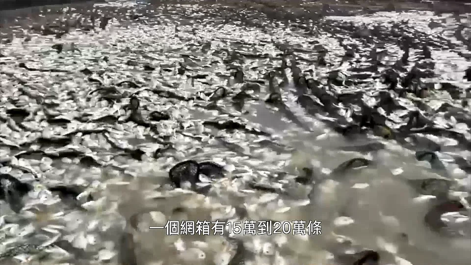 香港海域突现百万鲳鱼，背后原因令人唏嘘（组图） - 9
