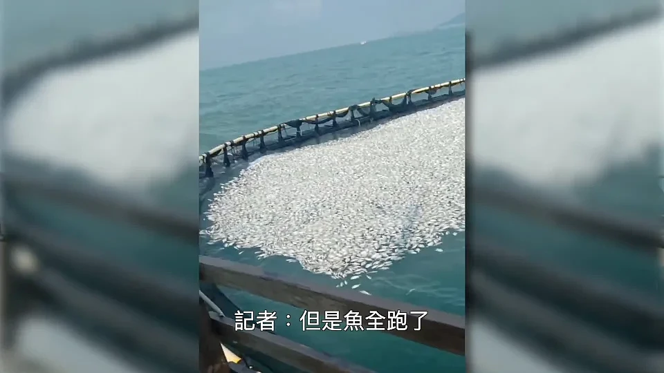 香港海域突现百万鲳鱼，背后原因令人唏嘘（组图） - 13