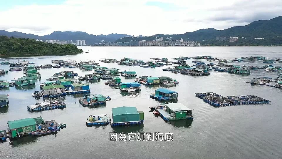 香港海域突现百万鲳鱼，背后原因令人唏嘘（组图） - 12