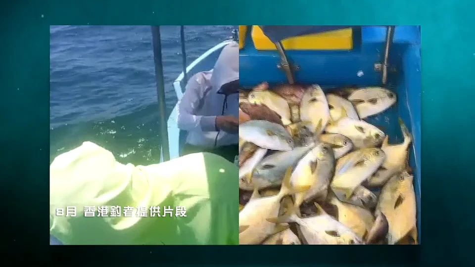 香港海域突现百万鲳鱼，背后原因令人唏嘘（组图） - 23