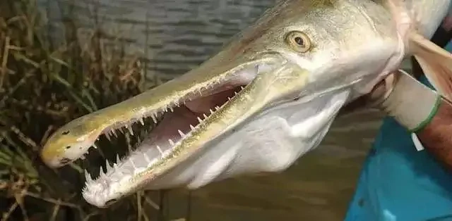 公园惊现“水怪”：一条可吃掉整湖鱼，究竟是个啥动物？（组图） - 4