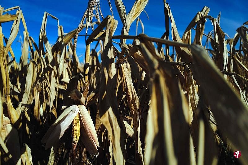 连续几波热浪与持续的降雨不足，使欧盟近半地区面临干旱风险，在法国东南部里昂附近的罗纳—阿尔卑斯山地区，田里的玉米因缺水而干瘪枯萎。（法新社）