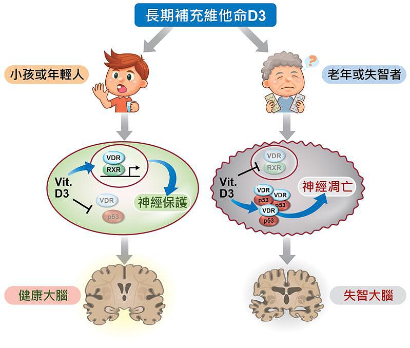 台湾卫生院研究发现，没失智的65岁以上长者，服用处方活性维生素D3达每年146天...