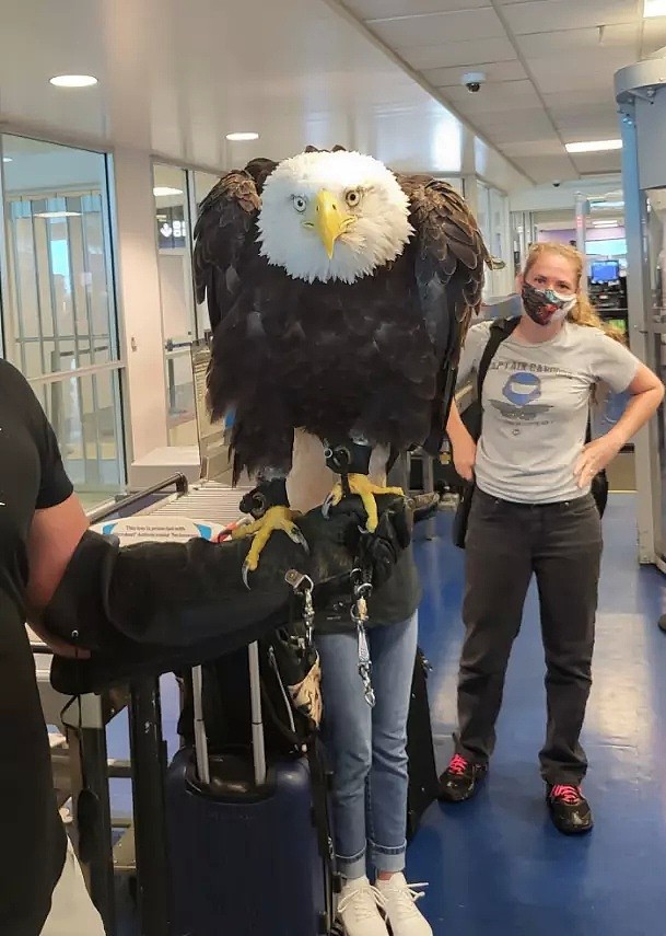 难得一见，19岁巨鹰过机场安检，旅客纷纷拍照（图） - 1