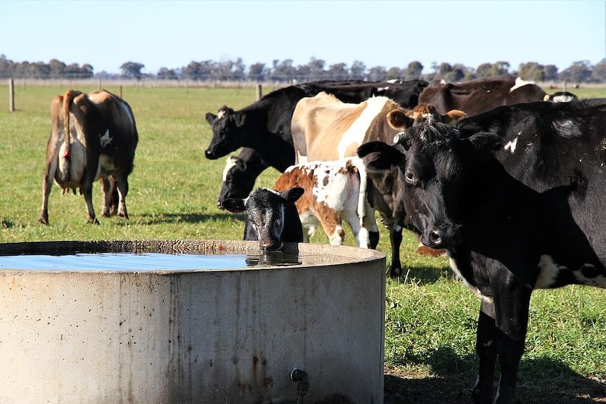 A calf drinks from a water trough 