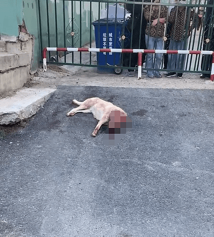 黑龙江两男子当街持棍残忍打狗，女子哭泣阻止，警方回应（视频/图） - 1