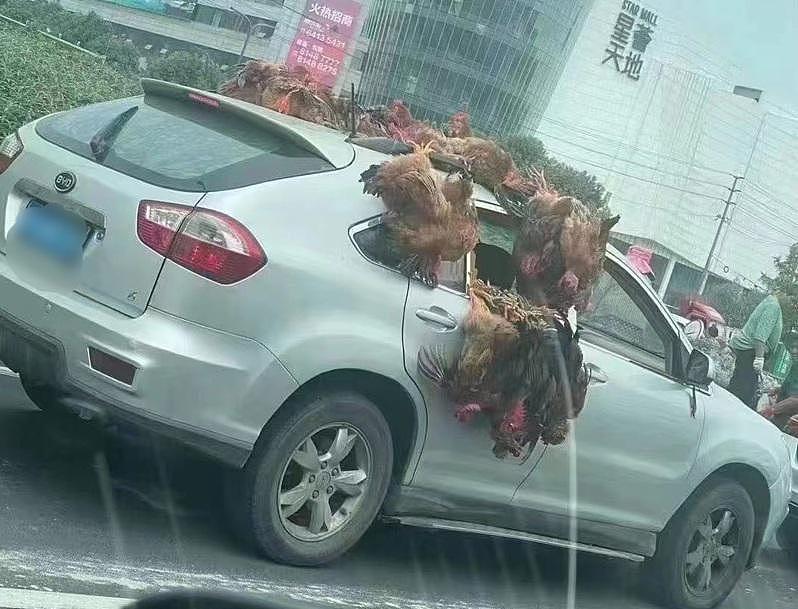 有成都民众将放不进后车厢的鸡，直接绑在车顶。 (取材自微博)
