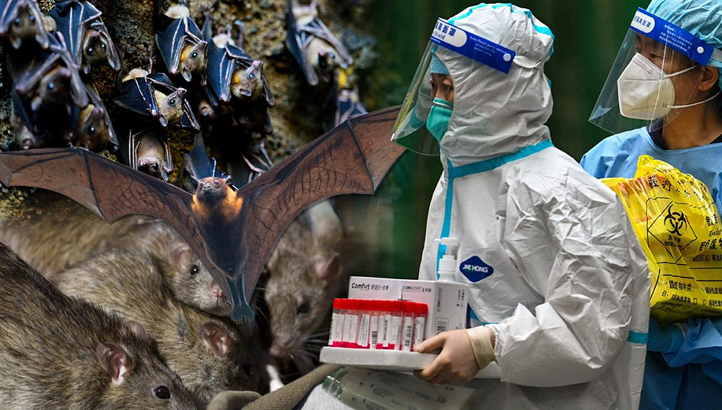 “人类生活在病毒世界”！澳专家警告：人畜共患疾病爆发频率将增加（组图） - 4