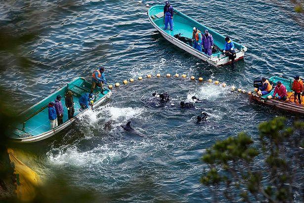 日本一年一度捕豚活动引众怒，数百只海豚被诱杀后染红了整片海洋（组图） - 2
