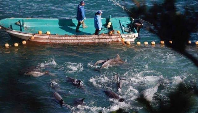 日本一年一度捕豚活动引众怒，数百只海豚被诱杀后染红了整片海洋（组图） - 1
