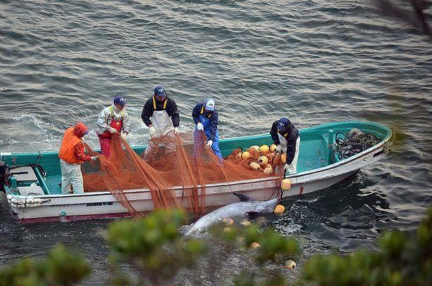 日本一年一度捕豚活动引众怒，数百只海豚被诱杀后染红了整片海洋（组图） - 3