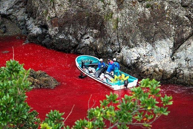 日本一年一度捕豚活动引众怒，数百只海豚被诱杀后染红了整片海洋（组图） - 4