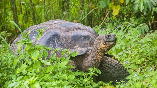 加拉帕戈斯群岛的象龟