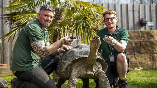 2022年3月31日，两只人工养育繁殖的加拉帕戈斯象龟首次在英国动物园出生。