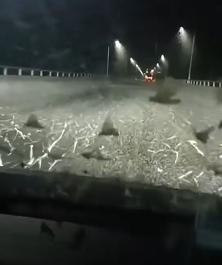 湖南沅江现大量蜉蝣如飞雪，救援队：堆了十几公分厚，轮胎都打滑（视频/组图） - 2