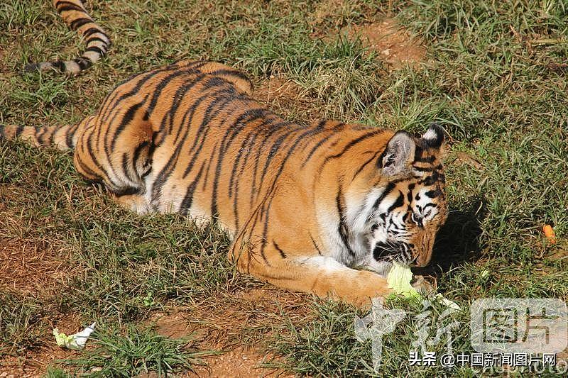 云南野生动物园老虎吃白菜引围观，啃地津津有味（组图） - 3