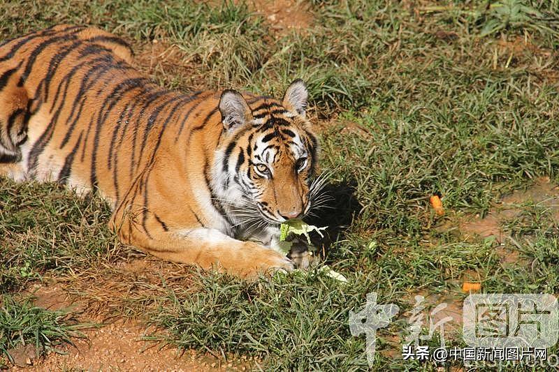 云南野生动物园老虎吃白菜引围观，啃地津津有味（组图） - 1