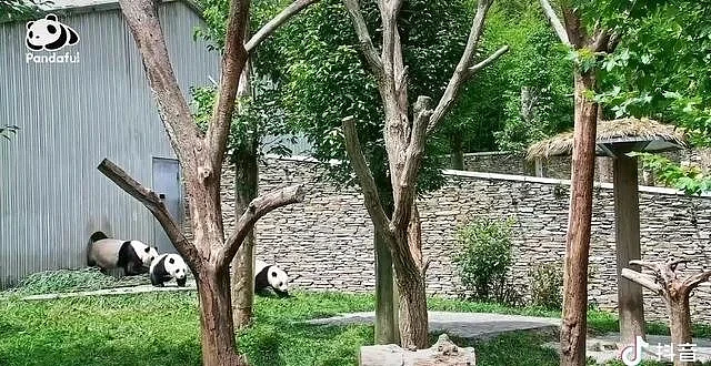 地震时的大熊猫。图：视频截图