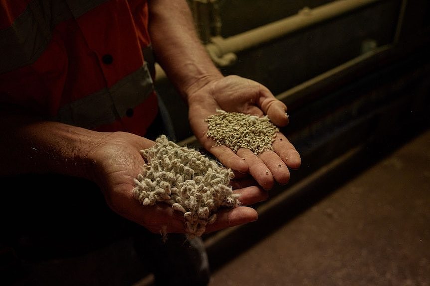 Vignette of two hands, one holding cottonseed, one holding cattle feed pellets