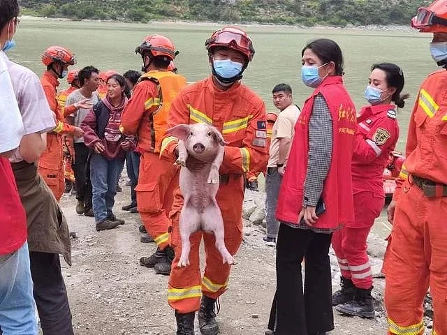 四川泸定地震中的“猪坚强”：被消防员救起来时正在游泳（组图） - 3