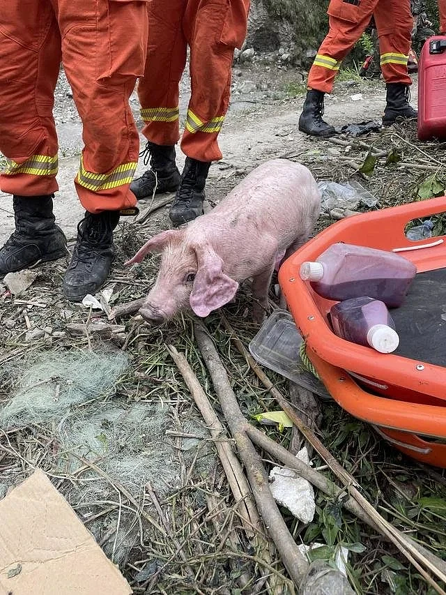 四川泸定地震中的“猪坚强”：被消防员救起来时正在游泳（组图） - 2