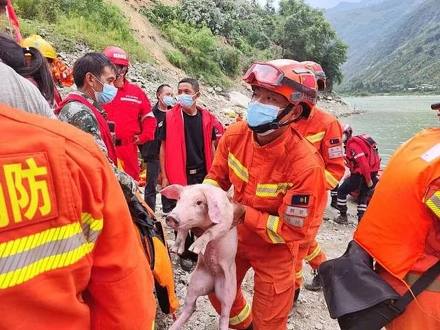 四川泸定地震中的“猪坚强”：被消防员救起来时正在游泳（组图） - 4